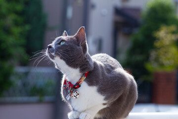 グレーの猫