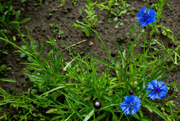 Green fern leaves and purple cornflower buds. Natural floral fern background