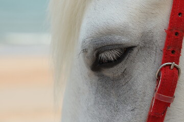 Close-up photo of a white horse's eyes
