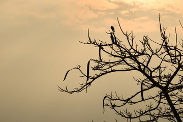 Silhouette of dry and lonely branches on a warm sunny background.