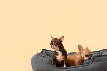 Cute chihuahua dogs in pet bed on color background