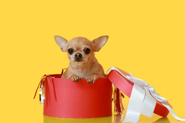 Cute chihuahua dog in gift box on color background