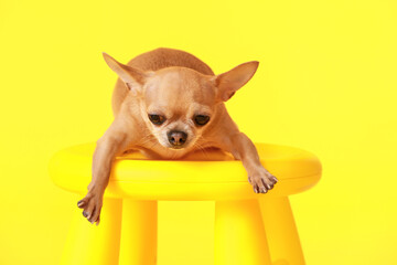 Cute chihuahua dog on stool against color background