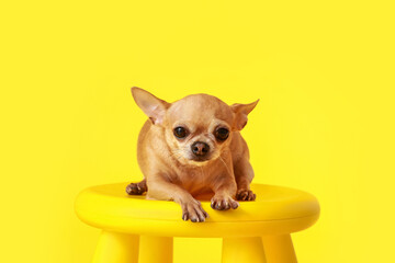 Cute chihuahua dog on stool against color background