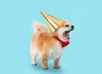 Cute chihuahua dog in birthday hat on color background