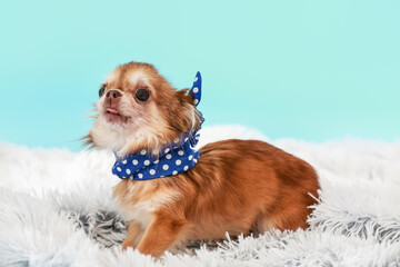 Cute chihuahua dog on color background