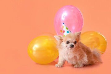 Fototapeta na wymiar Cute chihuahua dog celebrating birthday on color background