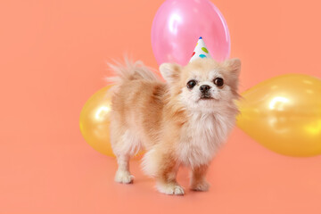 Fototapeta na wymiar Cute chihuahua dog celebrating birthday on color background