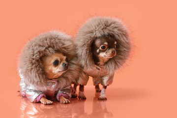 Cute chihuahua dogs in warm clothes on color background