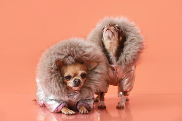 Cute chihuahua dogs in warm clothes on color background