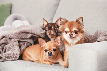 Cute chihuahua dogs on sofa at home