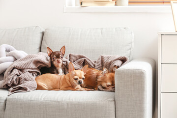 Cute chihuahua dogs on sofa at home