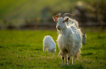 a herd of white goats grazing in the mountain meadow