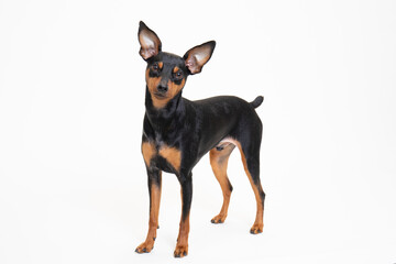 若いミニチュアピンシャーのスタジオ写真