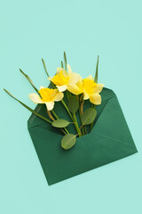 Envelope with beautiful daffodils on color background
