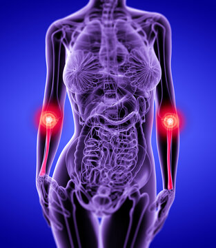 3d rendering redius bone