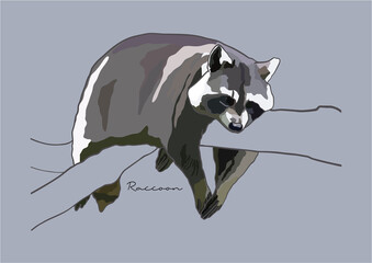 Vector Illustration of Raccoon, Common Raccoon