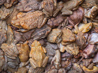Many Cane toads background