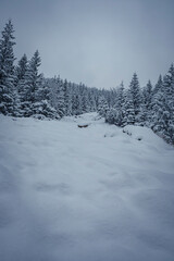 Snowdrifts in a coniferous forest, Tatra Mountains, Poland. Dark winter morning in Zakopane, overcast sky and cold weather. Selective focus on the trees, blurred background.
