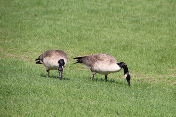 Geese Grazing, William Hawrelak Park, Edmonton, Alberta