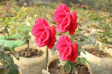 Red Roses. This photo is taken from nursery