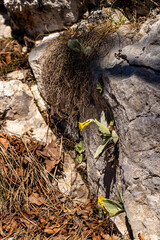 Primula auricula flowers in spring	