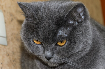 Obraz premium Head of a cute gray cat 