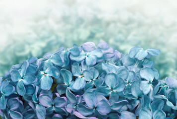Floral  turquoise  spring background. Lilac flower petals. Close-up. Nature