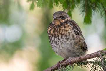 A fieldfare chick, Turdus pilaris, has left the nest and is sitting on a branch. A chick of fieldfare sitting and waiting for a parent on a branch.