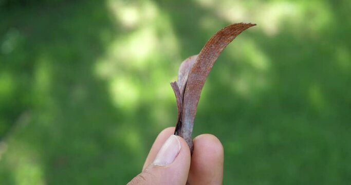 (Shorea, White meranti)Hand holding Shorea or White meranti with morning sun, wild tree seeds,concept environment,