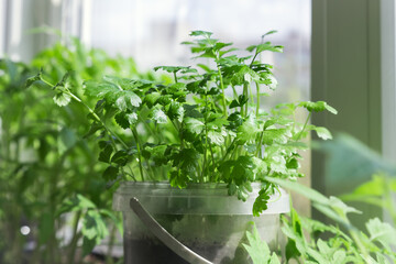 Growing seedlings of greens of vitamin parsley in a pot on a window on a windowsill on a balcony, gardening