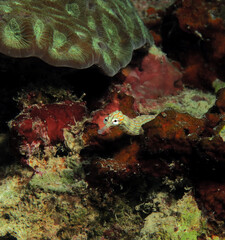 A Schultz pipefish on corals Panagsama beach Cebu Philippines
