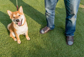 Man owner taking cute red fur Shiba Inu dog on leash sitting on green grass.