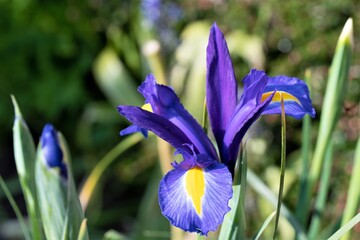 Purple iris in June sunshine.