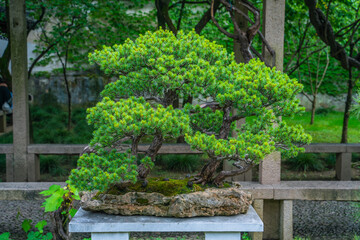 Fototapeta na wymiar Close view of a Chinese bonsai.