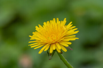 details of a dandelion flower - Ann Arbor - Michigan