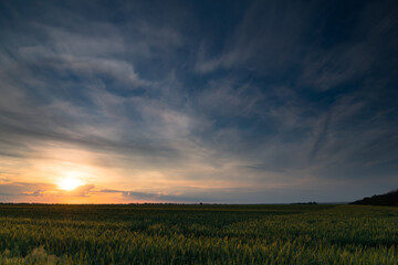 Sunset in young wheat field, barley, rye. Young green wheat sprouts of grain crops. Agricultural land.