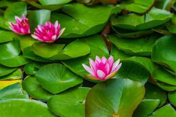 Close view of pink water lily.