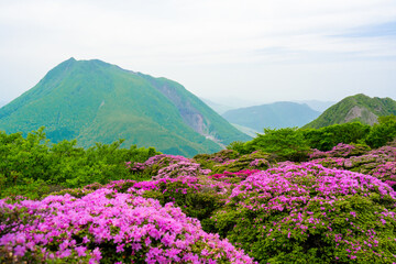 Fototapeta na wymiar 鶴見岳のミヤマキリシマ