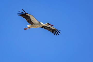 Fototapeta na wymiar White stork with black wings and red beak soaring in blue sky. Sunny spring day.