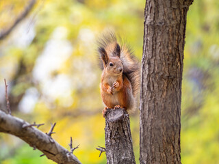Squirrel with nut in Autumn sits on a branch