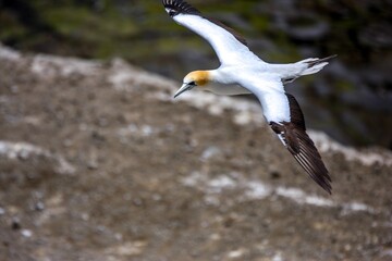 Gannet birds
