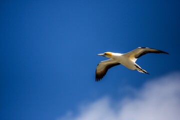 Fototapeta na wymiar Gannet birds