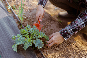 Gardening concept a young male gardener taking care of a vegetable by shoveling the soil around the plant