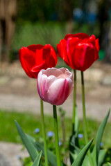 Beautiful spring flowers of red tulips blooming in the garden, close up
