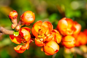 Orange color flowers of blooming bush of quince in the garden, springtime