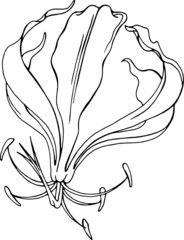 Vector big tropical flower. Line art. Linear , black on white floral element for summer or natural  design card, poster, t-shirt print, invitation, coloring book.