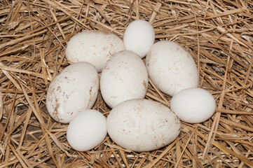 Goose and chicken eggs laid on straw in a chicken coop