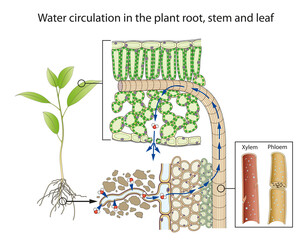 Water circulation in the plant root, stem and leaf - obrazy, fototapety, plakaty