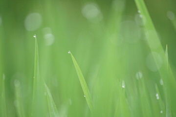 Fototapeta premium Dew on grass